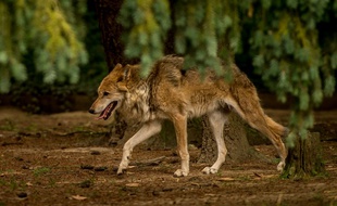 Un loup au zoo de Pleugueneuc en 2015 (image d'illustration).