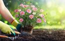 Ces 20 plantes d’extérieur sont increvables et faciles à entretenir