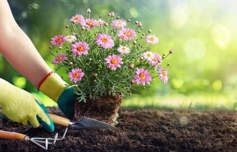 Ces 20 plantes d’extérieur sont increvables et faciles à entretenir