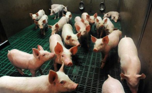 Des cochons dans une exploitation de Ploneour-Lanvern (Finistère), le 11 août 2015