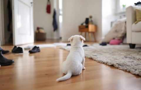 Votre chien explore frénétiquement la maison en votre absence ? Un comportement loin d’être anodin…