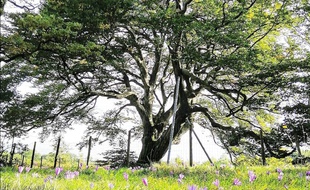 L'hêtre de Sorèze dans le Tarn est candidat au titre de plus bel arbre de France.