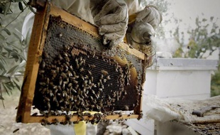 Les apiculteurs de l'Union nationale de l'apiculture française (Unaf) réclament vendredi une interdiction immédiate du Cruiser OSR, après les révélations scientifiques sur la dangerosité du pesticide pour les abeilles et l'éventualité d'une interdiction du produit.