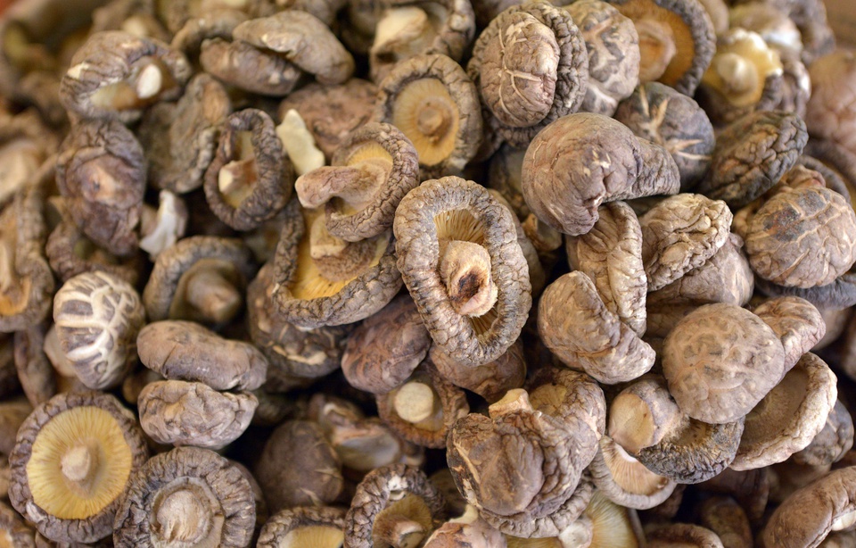 Consommation Cru, le champignon Shiitaké peut être dangereux pour la santé