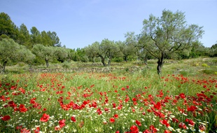 Des coquelicots et des oliviers, ici en Catalogne. (illustration)