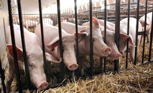 La charcuterie française se prépare à être enfin autorisée en Chine et à rivaliser avec ses concurrentes italienne et espagnole déjà bien présentes dans ce pays où la viande de porc est la plus appréciée, au point qu'il abrite plus de la moitié du cheptel porcin mondial.