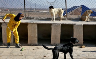 Dans refuge pour chiens à Hashtgerd en Iran.
