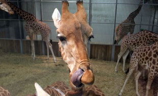 Une girafe prend son petit-déjeuner au parc zoologique de Paris, le 24 mars 2015.