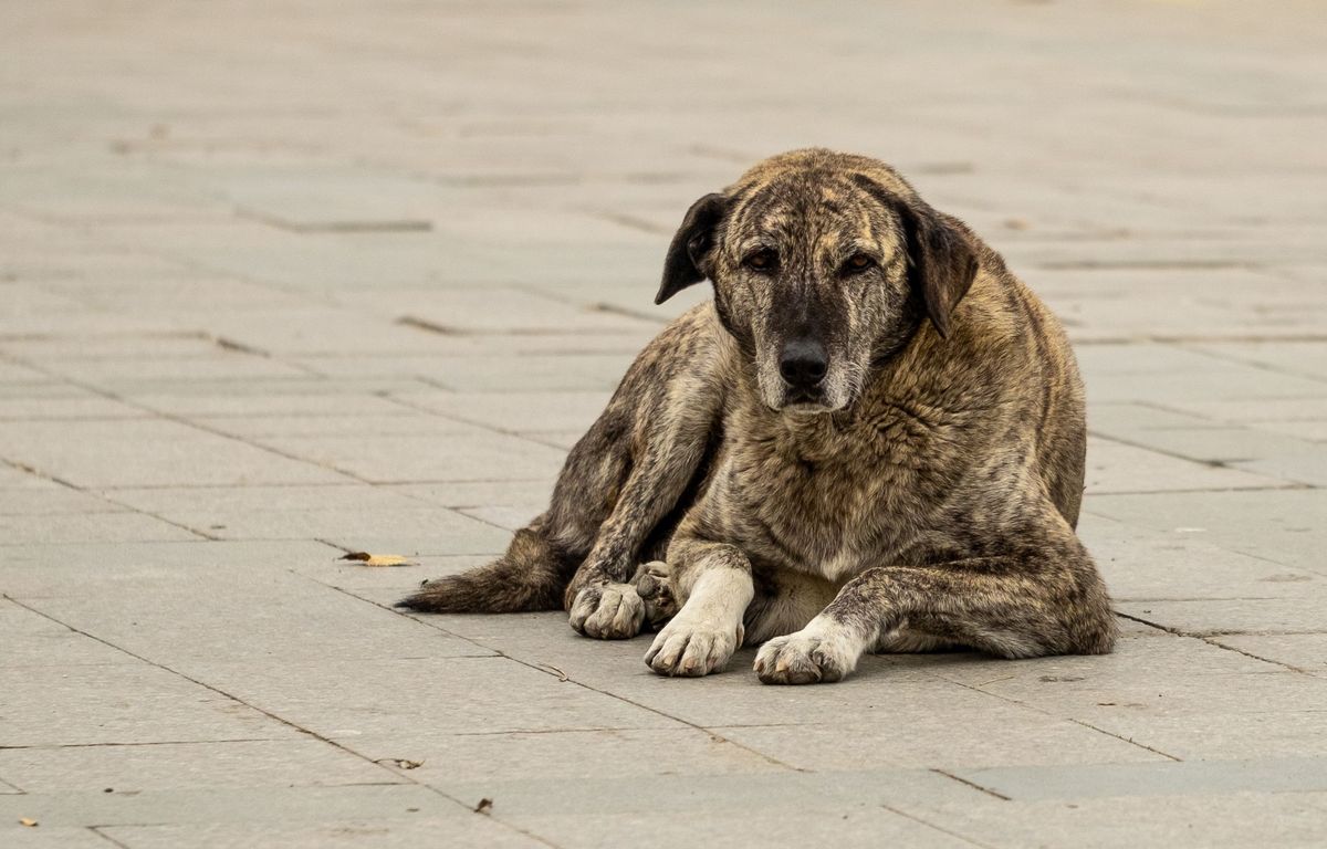 La SPA en lutte contre l'abandon des animaux avec une vidéo absurde