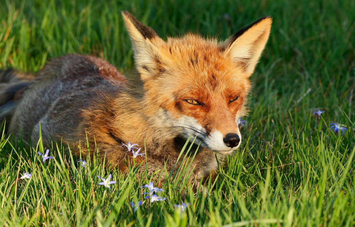 Haute-Garonne : Mais qui dépose des renards morts devant la mairie de ce petit village ?