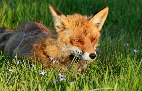 Mais qui dépose des renards morts devant la mairie de ce petit village ?
