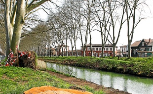 Des platanes abattus le long du Canal du Midi. Illustration