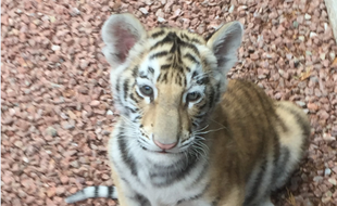 Le petit tigre a été attrapé en plein quartier résidentiel près de Roanne.