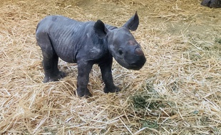 Le bébé rhinocéros noir est né le 6 décembre sur le Bassin d'Arcachon.