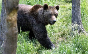 Le Parlement européen presse le gouvernement français de prendre rapidement les mesures nécessaires pour la préservation de l'ours brun dont la situation est "critique", ont indiqué mercredi les défenseurs du plantigrade.