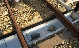 Photo publiée par les chemins de fer japonais de l'Ouest le 24 novembre 2015 montrant des tortues passant sous des rails dans des tranchées ad hoc sur des voies à Kobé, au Japon