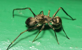 Une «Toxeus magna», araignée sauteuse qui allaite ses bébés.