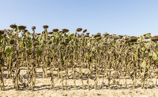 Des tournesols lors d'une alerte sécheresse dans l'Ain, en août 2018.