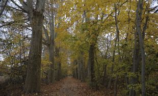 Illustration. Un chemin dans une forêt du Bas-Rhin.
