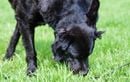 Votre chien se met à brouter de l’herbe pendant la balade ? Voici ce que ce comportement peut révéler