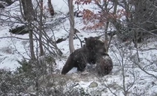 Deux jeunes ours s'amusent dans la neige, dans les Pyrénées espagnoles.