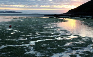 Des algues vertes échouées sur la plage de Saint-Michel-en-Grève dans les Côtes d'Armor, le 26 juillet 2011.