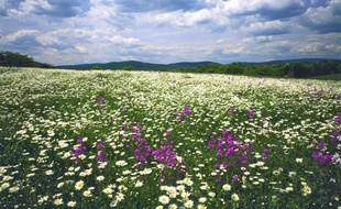 Un champ de fleurs sauvages dans les Appalaches, aux Etats-Unis.