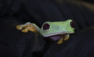 Illustration: Une grenouille dans un magasin de Panama city, le 17 mai 2021.
