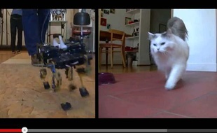 Capture d'écran d'une vidéo comparant un robot suisse à la course d'un chat, le 17 juin 2013.