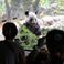 Retour au bercail pour un couple de pandas chinois vieillissants