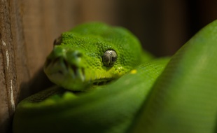 La future fôret asiatique en projet au zoo de Lyon pourrait accueillir des pythons verts. Illustration