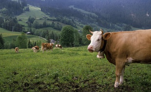 Des vaches dans la vallée de Zweisimmen, en Suisse.