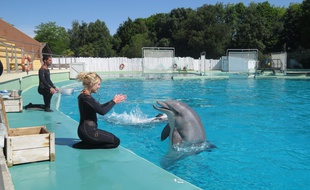 A Port saint père, le 29 mai 2015- Les dauphins du parc animalier Planete Sauvage