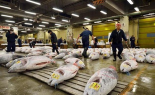 Comme les Halles de Paris il y a une quarantaine d'années, le marché aux poissons Tsukiji de Tokyo, le plus grand du monde, va bientôt quitter le coeur de la capitale pour des locaux plus fonctionnels mais sans doute moins pittoresques