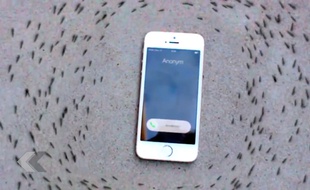 L’étrange comportement des fourmis autour d’un iPhone