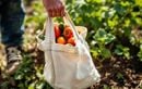 Ne jetez plus vos cabas abîmés ! L’astuce insolite pour fabriquer l’accessoire de récolte que les jardiniers s’arrachent cet été