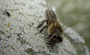 Butineuse est le dernier métier dans la vie d'une abeille, Brut.
