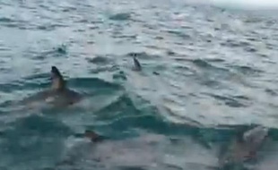 Des dauphins protègent un homme menacé par un requin au large de la Nouvelle-Zélande, le 22 avril 2014.