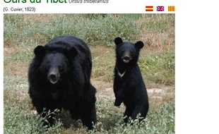 Des ours du Tibet, présentés sur le site de la réserve africaine de Sigean.