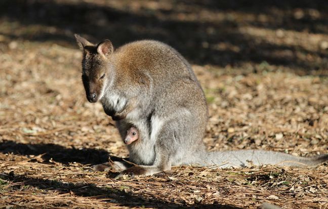 Landes Naissance de trois bebes wallabys au zoo de Labenne