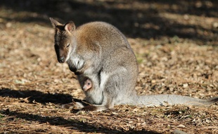 Le bébé wallaby au zoo de Labenne