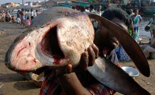 Un pêcheur indien transporte un requin dans le port de Chennai, le 4 juin 2008.