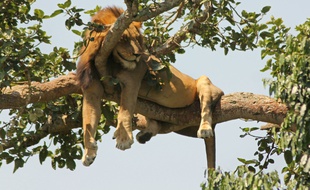 Un lion dans le Parc national Queen Elizabeth en Ouganda.
