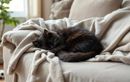 Pourquoi mon chat dort-il toujours au même endroit ? Voici ce que cela cache vraiment