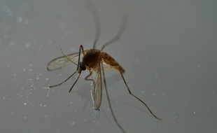 Moustique porteur du virus Zika, le 7 mai 2016 à Mexico