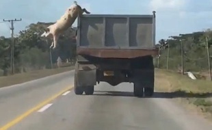 Un cochon s'échappe d'un camion.