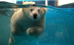 Un ours polaire nage dans un bassin en Chine.