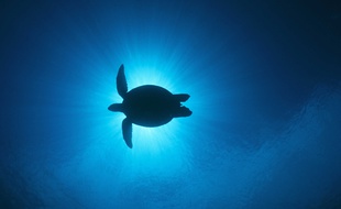 Les tortues marines sont victimes de l'activité humaine et se font de plus en plus rares.