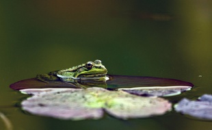 La mare qui doit être bouchée abrite cinq espèces de batraciens.