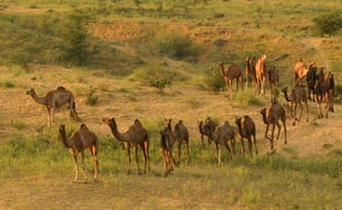 Des chameaux dans la région du Rajasthan, en Inde (Illustration).
